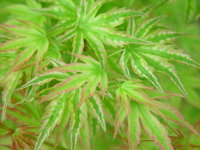 ALPENWEISS-2g ALPENWEISS-2g